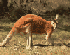 kangaroo